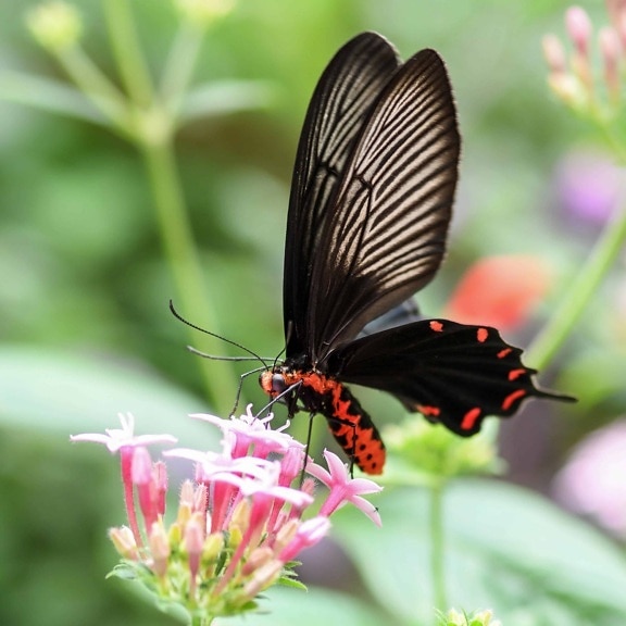 flower, wildlife, nature, wild, butterfly, summer, insect