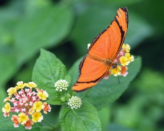 Motyl, natura, kwiat, lato, owady, rośliny, odkryty