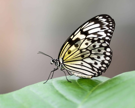 дивата природа, пеперуда, крило, молец, лято, насекоми, природа, животни