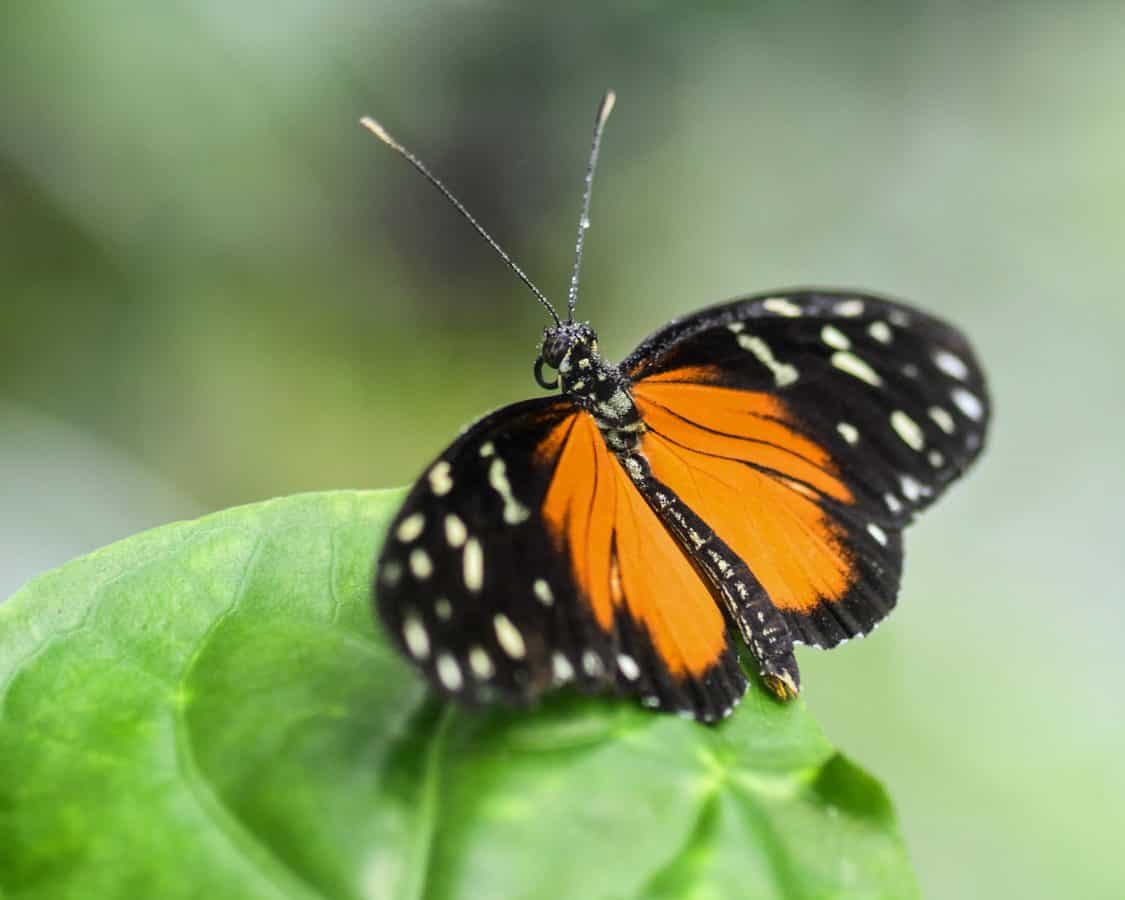 leptir, insekata, biljni i životinjski svijet, beskralješnjaka, priroda, životinje