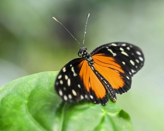 papillon, insecte, faune, invertébré, nature, animal