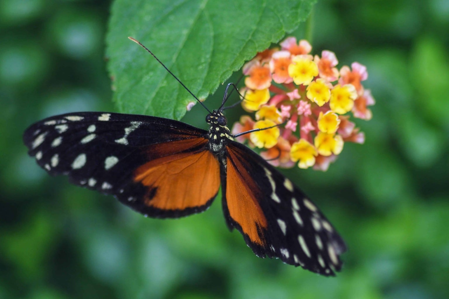 Бабочки в природе. Тропические бабочки. Экзотические насекомые. Экзотические бабочки фото. Сколько лет бабочке