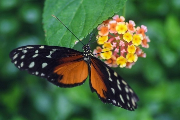 owad, Motyl, lato, natura, roślina, skrzydło, kwiat, ogród