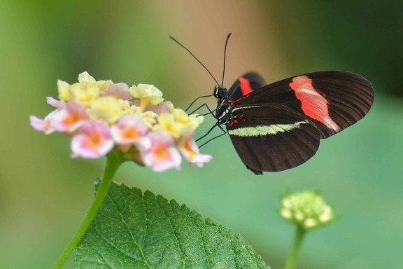 Natura, Motyl, kwiat, lato, liść, owad, roślin, ogród