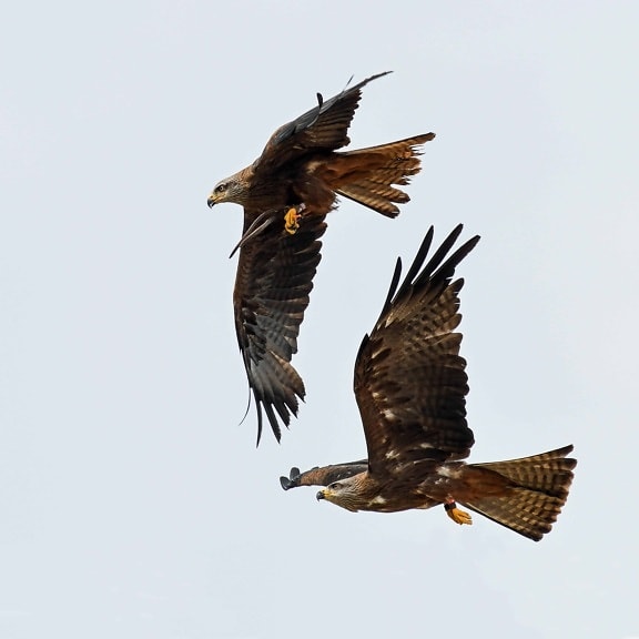Політ птахів predator, яструб, дикої природи, falcon, польоту, небо