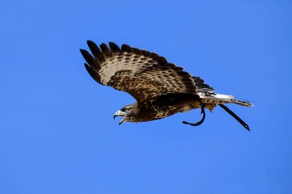 bird, hawk, blue sky, beak, wild, predator, feather, nature, wildlife