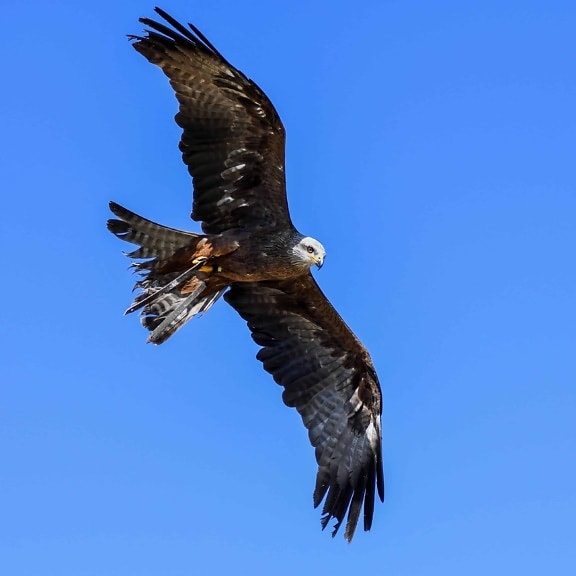 bec, sauvage, predator, plume, ciel bleu, nature, faune, oiseaux, hawk