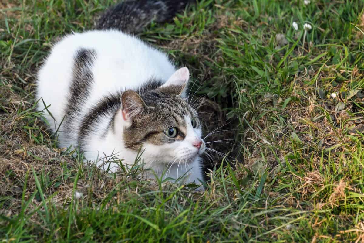 cat, grass, cute, animal, nature, outdoor