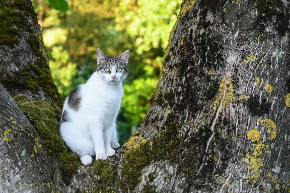 natureza, madeira, árvore, branco gato ao ar livre, animal, paisagem