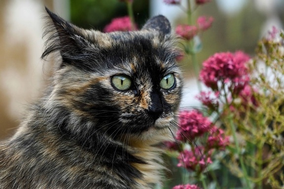 animal, eye, cute, dark cat, pet animal, fur, flowers, garden