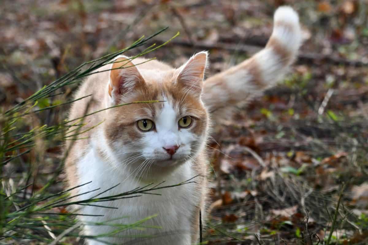 フリー写真画像 自然 黄色い猫 かわいい 動物 草 屋外 地面 裏庭