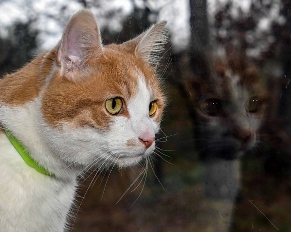 retrato do animal de estimação animal, fofo, gatinho, whisker, animal, gato, olhos, pele