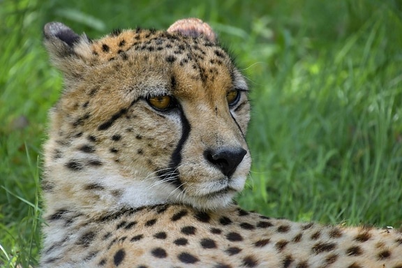 cheetah, predator, cat, animal, carnivore, safari, Africa, wild