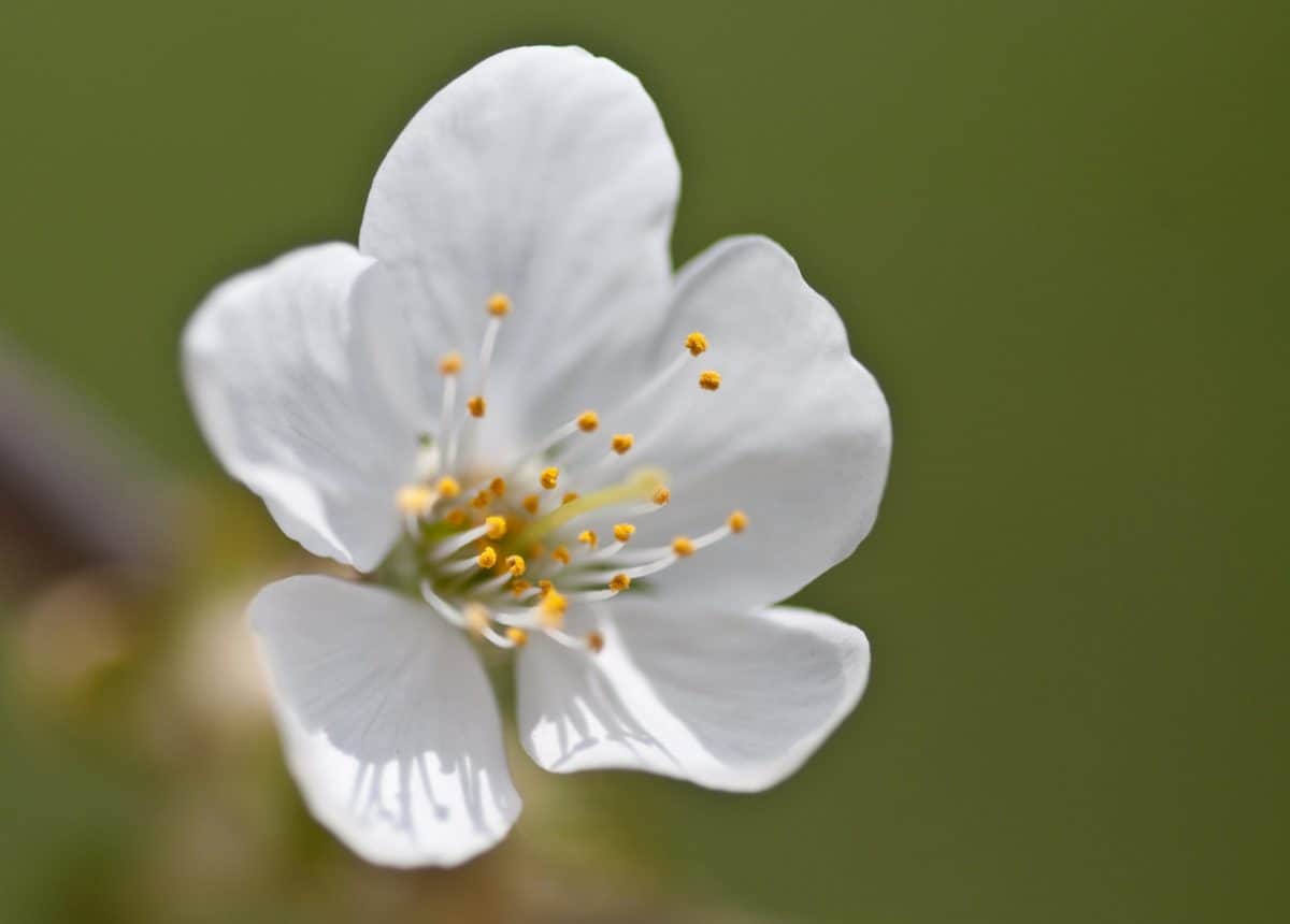 Біла квітка, деталі, pistil, фруктовий сад, природи, завод, Пелюстка, весна