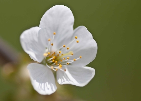 fleur blanche, détail, pistil, verger, nature, plante, pétale, printemps