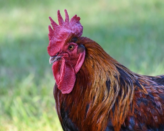 rooster, farmyard, feather, bird, beak, poultry, animal