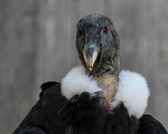 Condor, volně žijící zvířata, portrét, pták, příroda, zobák, zvíře