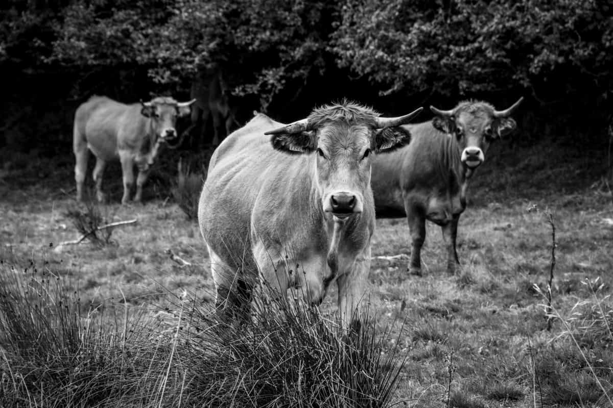 cow, livestock, tree, grass, agriculture, animal, cattle