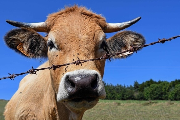 animal, cow, nature, agriculture, livestock, cattle, blue sky