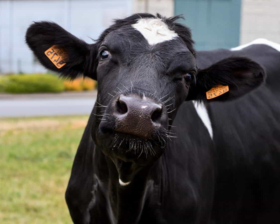krowa, zwierząt gospodarskich, byk, bydła, rolnictwo, zwierzęta, trawa