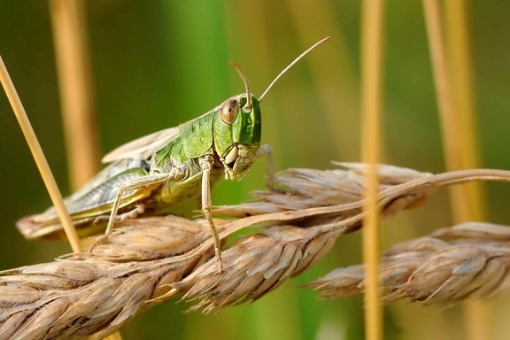 nature, wildlife, animal, grasshopper, insect, arthropod, grass