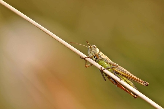 grasshopper, animal, wildlife, insect, nature, arthropod, invertebrate