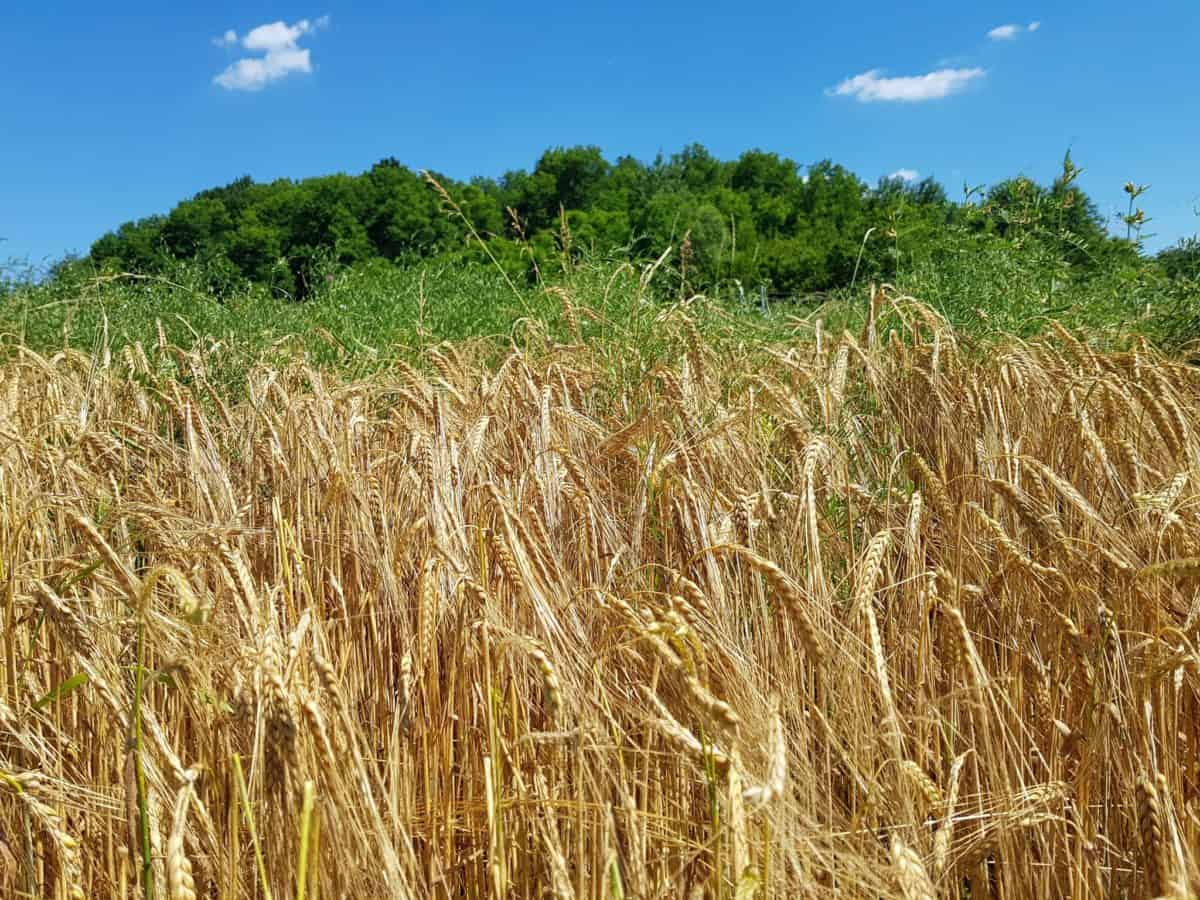 田舎、ライ麦、穀物、わら、フィールド、青い空、農業