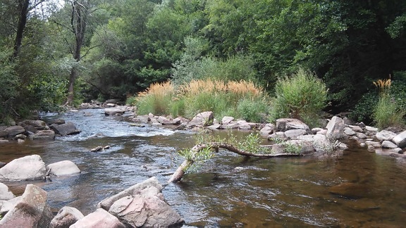 Riverbank, hout, stream, landschap, water, rivier, boom, natuur