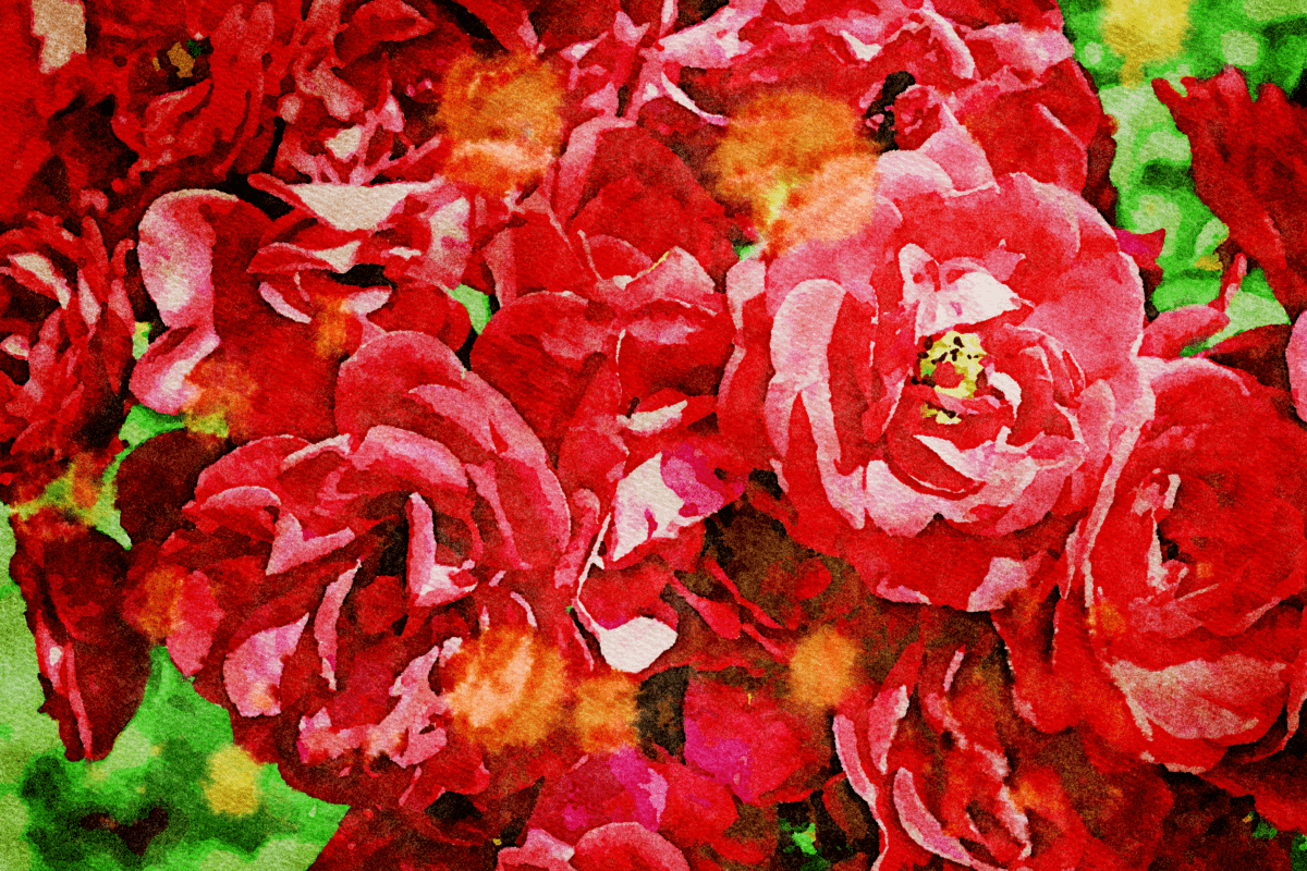 фотомонтаж Роуз сад, мистецтво, листя, природи, флори, квітка