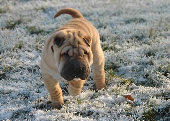 หญ้า ธรรมชาติ กลางแจ้ง หิมะ ฤดูหนาว สุนัข สัตว์