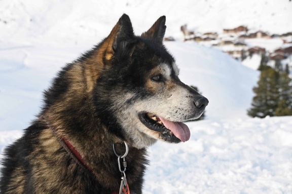 cão, inverno, canino, neve, paisagem, trenós puxados por cachorros, peles, bonito, ao ar livre
