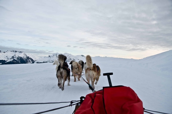 狗雪橇, 狗, 冬天, 风景, 山, 雪, 冷, 天空, 室外