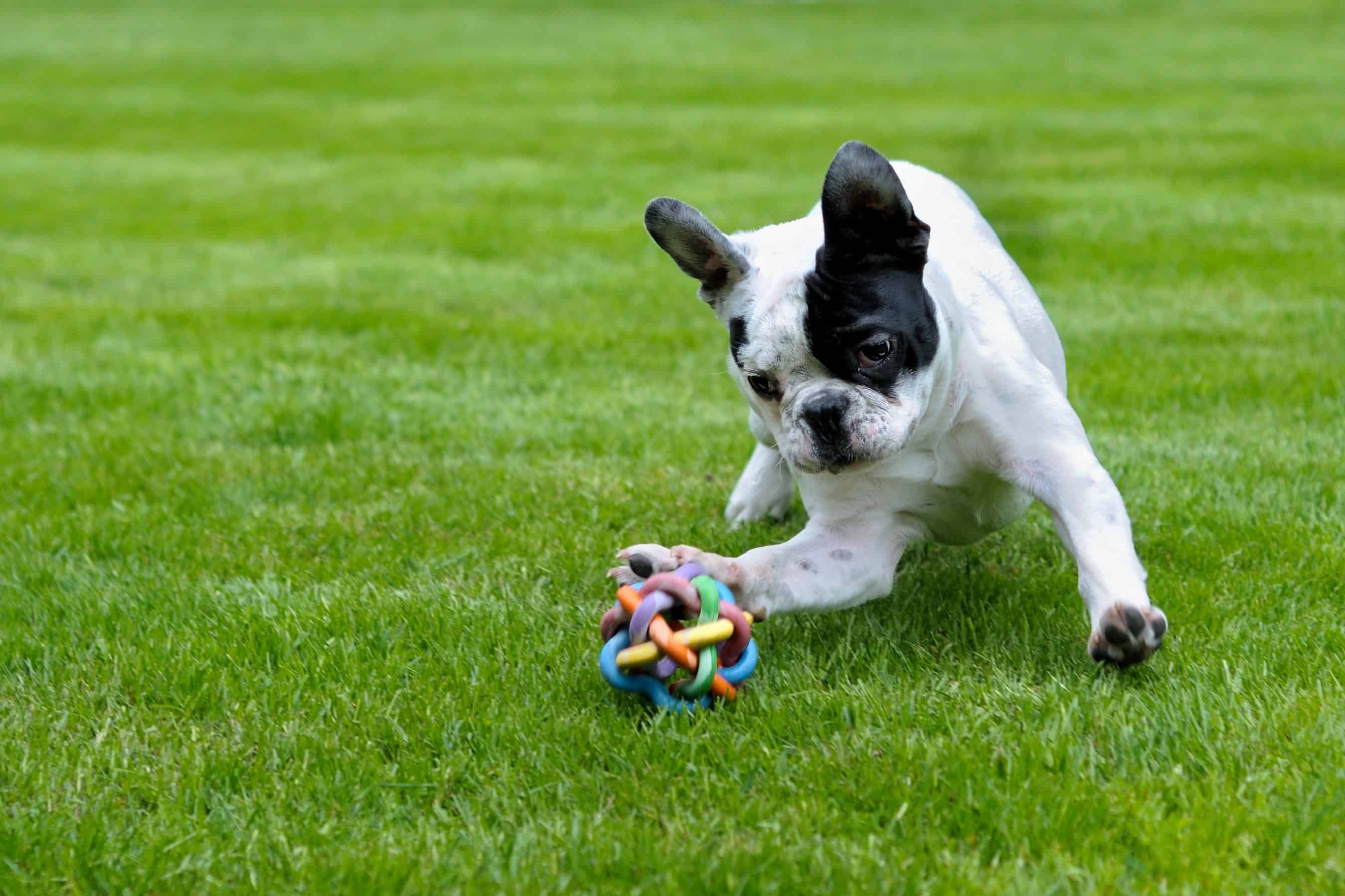 Free picture: field, grass, puppy, lawn, dog, outdoor, playful