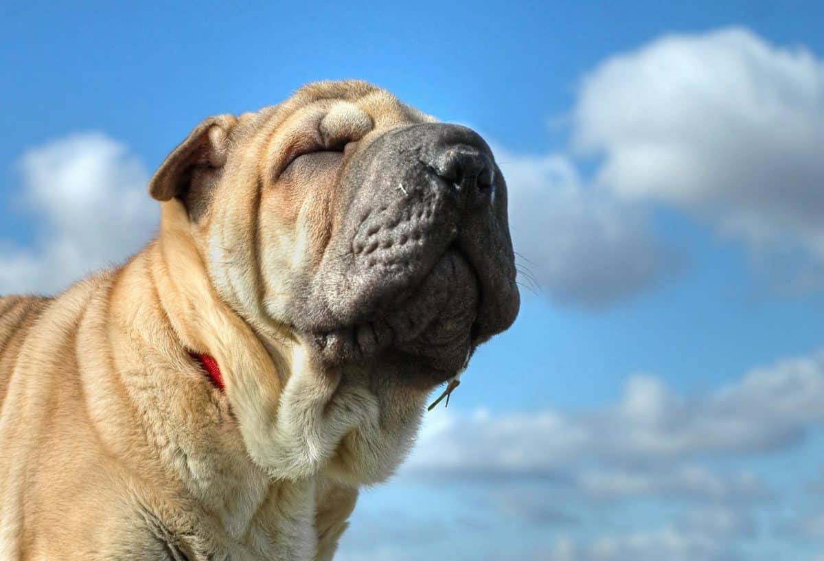 PET, roztomilý, portrét, pes, zvíře, modrá obloha, venkovní, nos