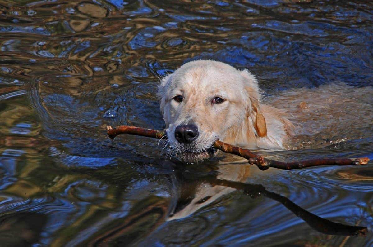вода, куче, домашни любимци, кучешки, кученце, сладко, на открито, езеро