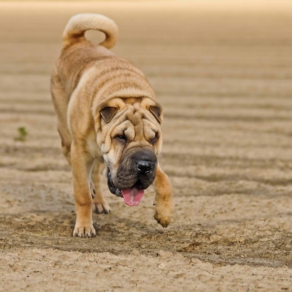 강아지, 귀여운, 동물, 애완 동물, 강아지, 유래, 개, 모래