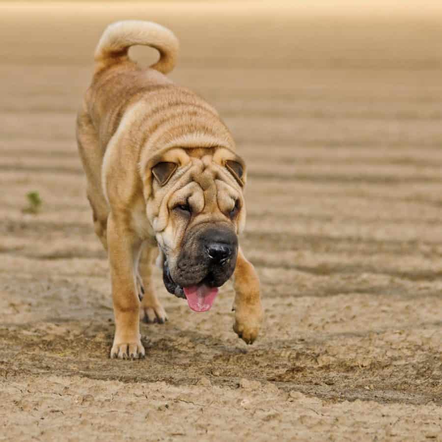 フリー写真画像 犬 かわいい 動物 ペット 子犬 血統 犬 砂