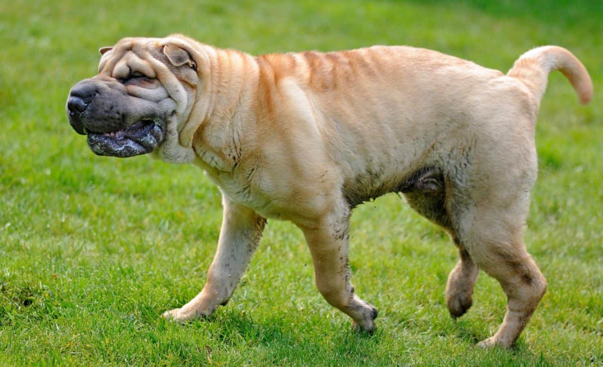 フリー写真画像 かわいい 動物 犬 ペット 草 屋外 フィールド 犬 肉食動物 動物学