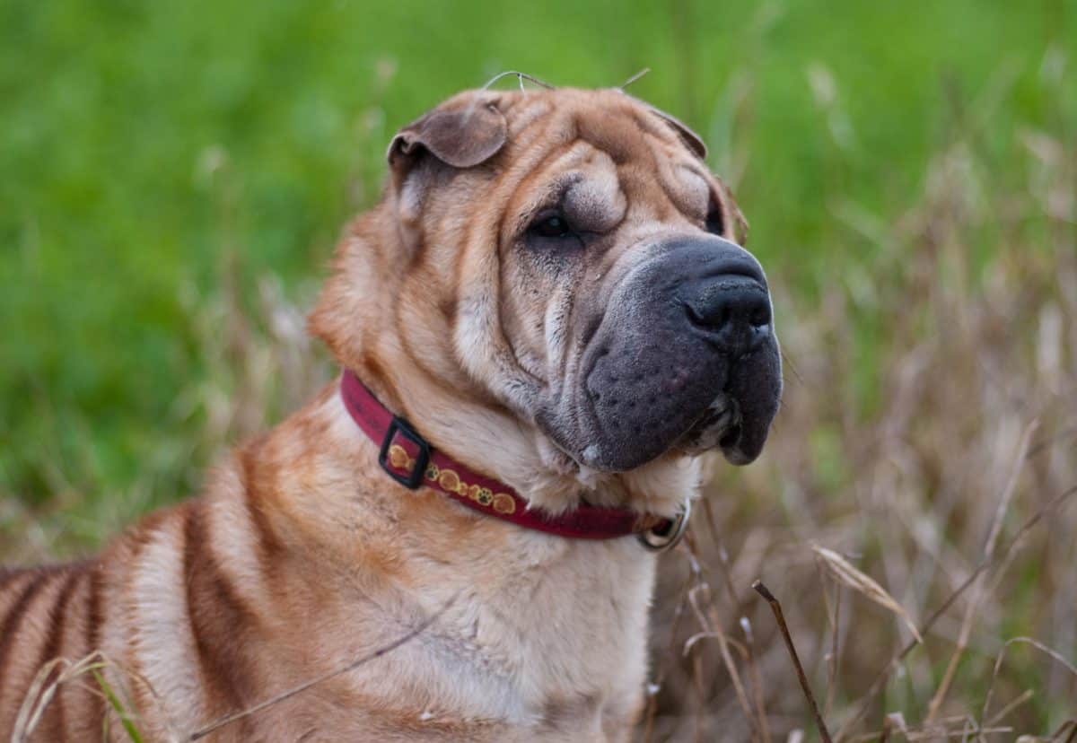 フリー写真画像 かわいい 動物 犬 動物ペットの肖像画 草 屋外 肖像画 犬