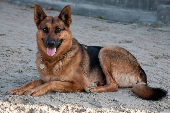 cão bonito, animal, animal de estimação, marrom, pele, terra, areia, praia