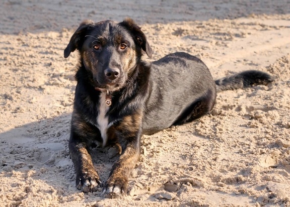 cão preto, animal, paisagem de areia, terra, ao ar livre, praia,