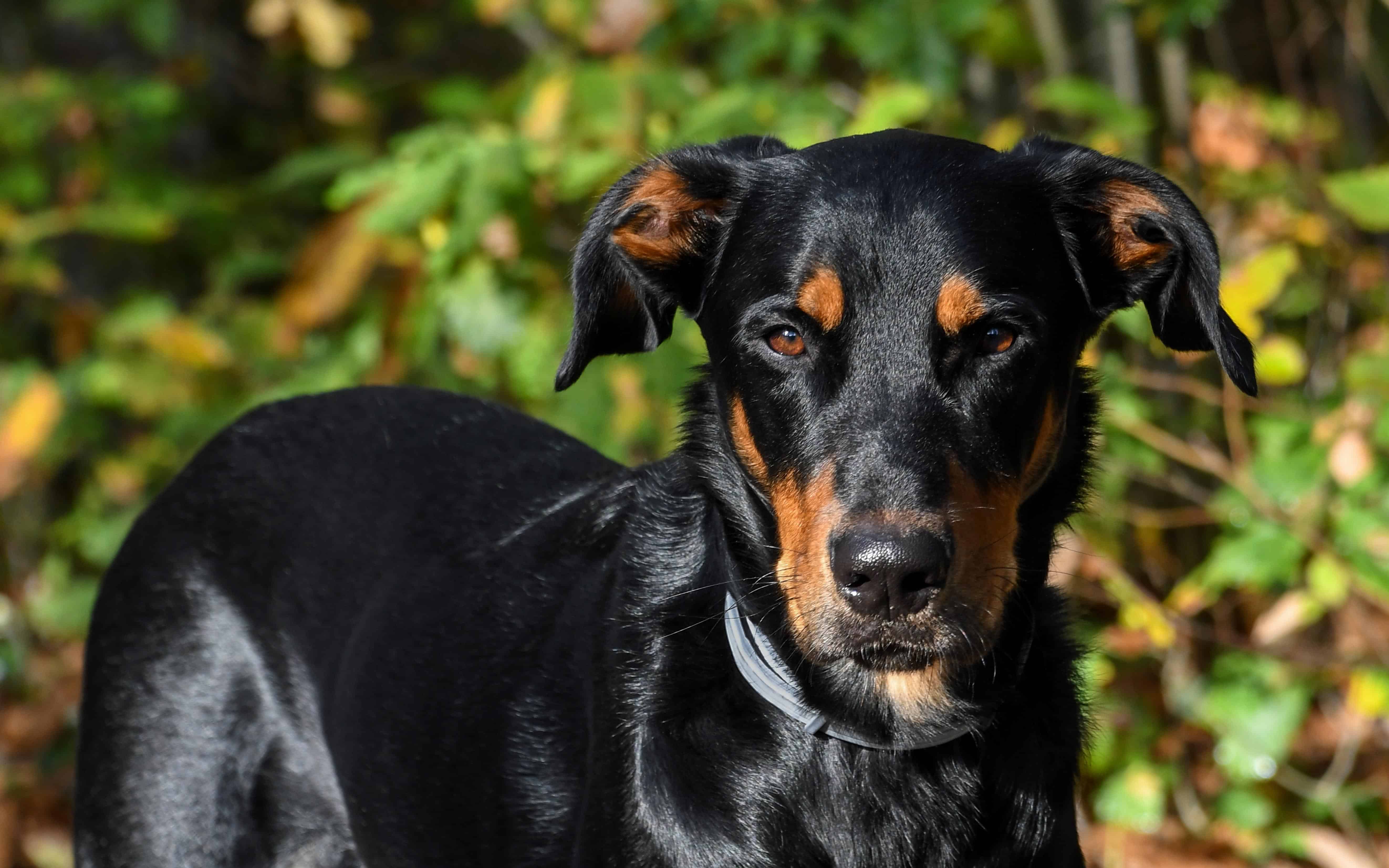 78 Gambar  Hitam  Anjing  Paling Keren Gambar  Pixabay