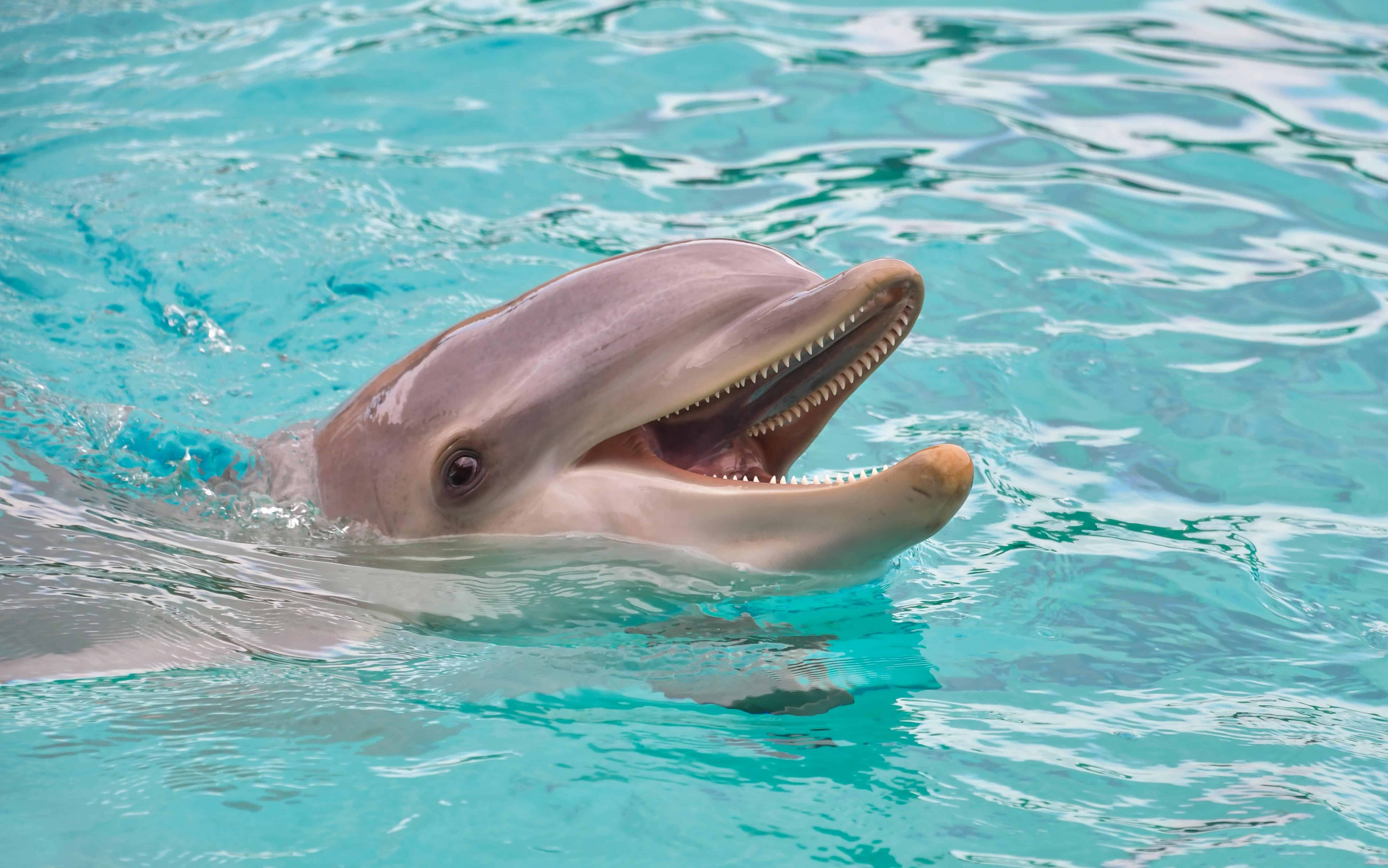 Mar delfín azul agua Animal Funda De Teléfono