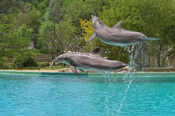 dolphin, jump, water, nature, fish, ocean, tree, animal, outdoor