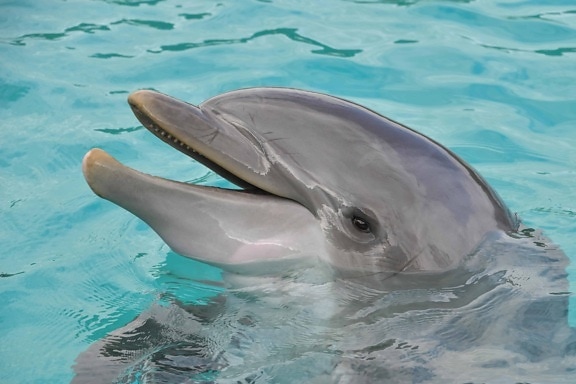 Delfíni