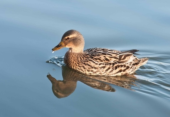 duck, wildlife, bird, waterfowl, poultry, animal, outdoor