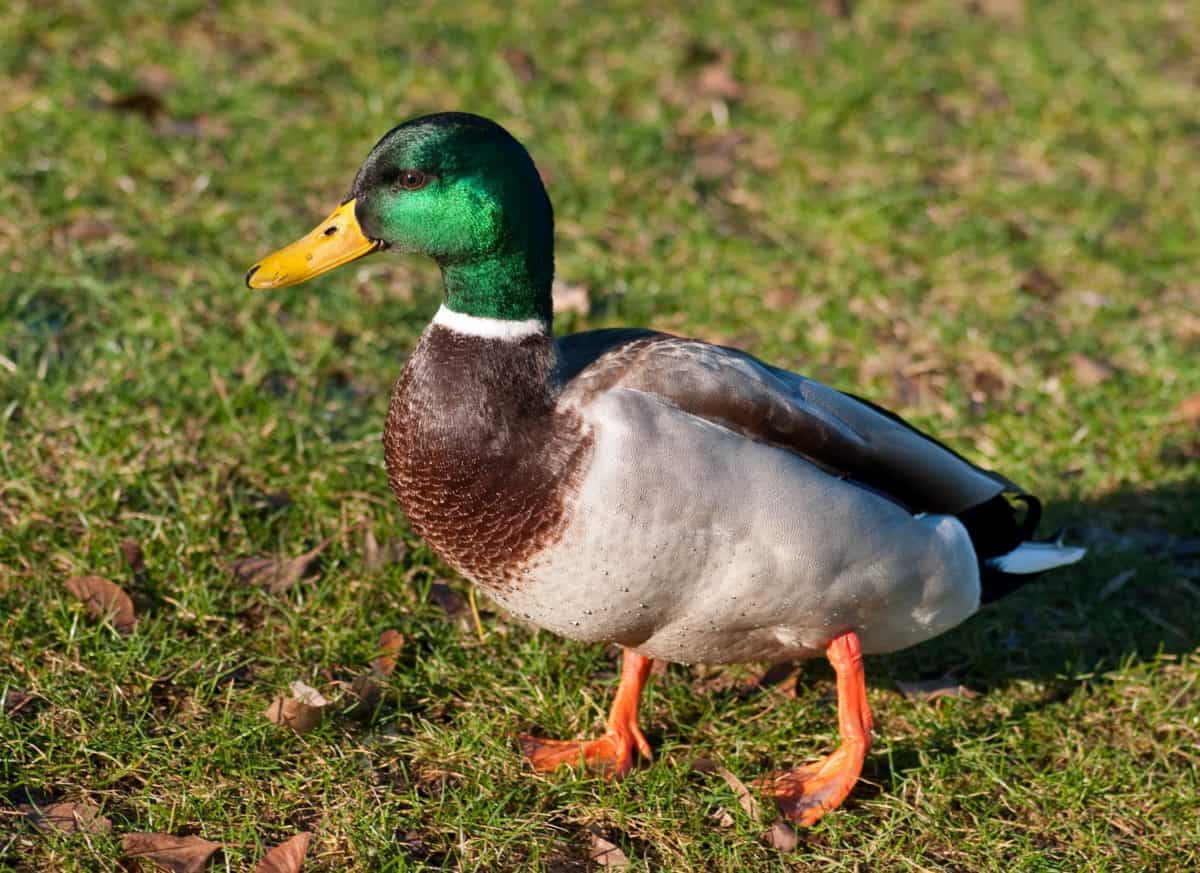 duck, poultry, waterfowl, bird, wildlife, grass, colorful