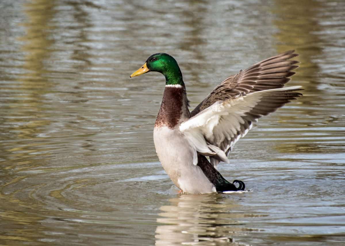 colorful duck, wildlife, bird, waterfowl, lake, poultry, water