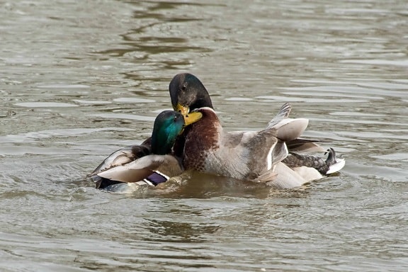 poultry, water, bird, waterfowl, lake, duck, outdoor, ornithology