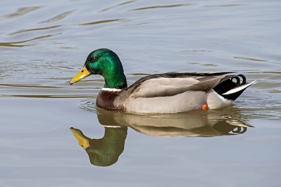 waterfowl, poultry, ornithology, wild duck, bird, water, animal, outdoor